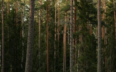 ISR et ESG : la rentabilité prime pour les épargnants